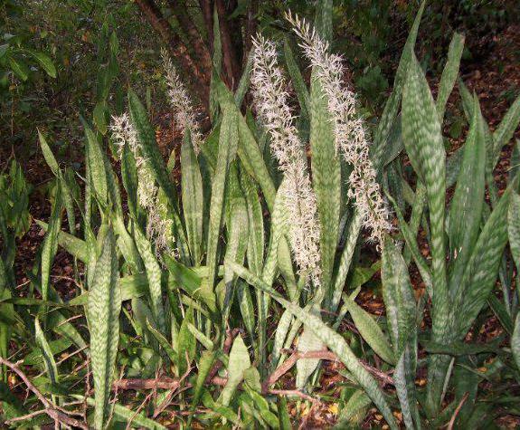 sansevieria dunery