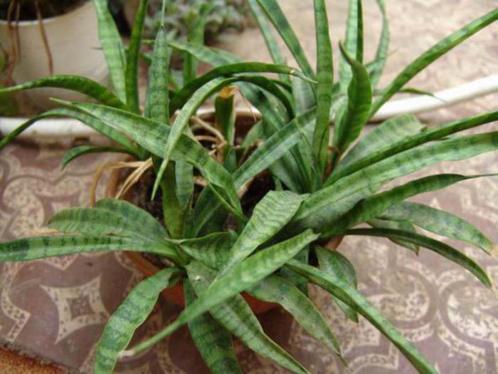 sansevieria liberian