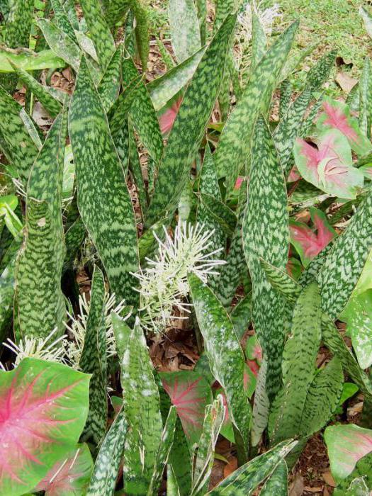 Sansevieria of Guinea