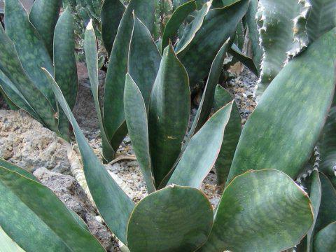 sansevieria pickaxe