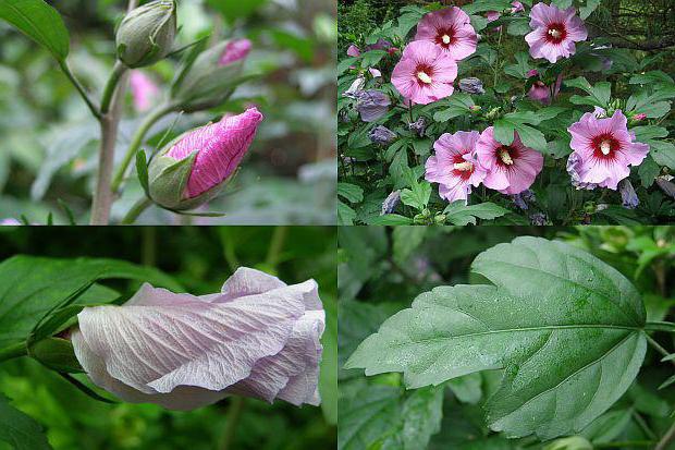 why hibiscus does not bloom