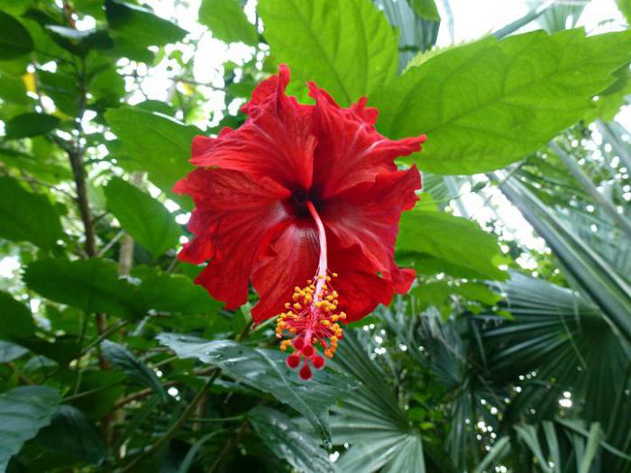 hibiscus photo