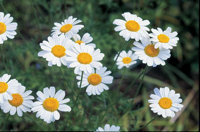 chamomile dalmatian description