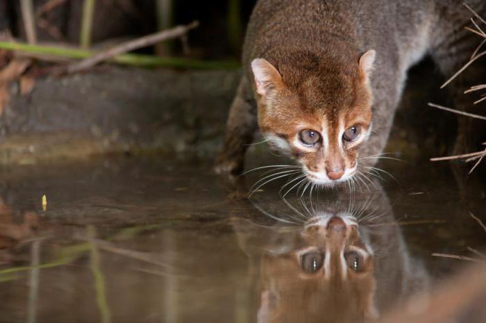 суматранская кошка фото