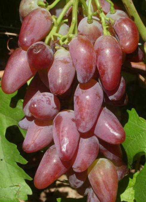 сорт винограда дубовской розовый отзывы