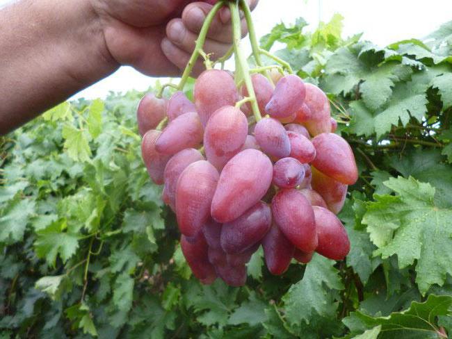 сорт винограда дубовской розовый