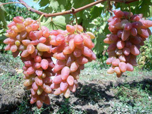 виноград дубовский розовый описание