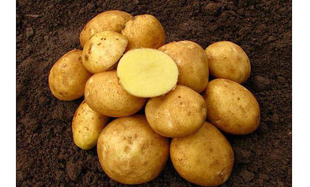 винета сорт картофеля