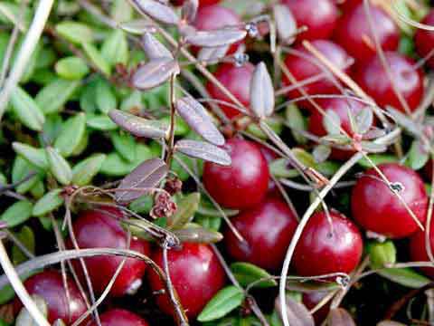 external cranberries and lingonberries