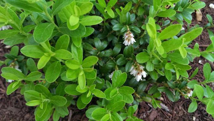 lingonberry and cranberry differences