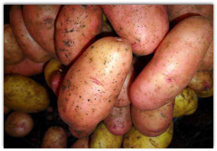 potato sonny grade description characteristics