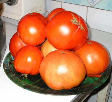сахарный гигант томат отзывы