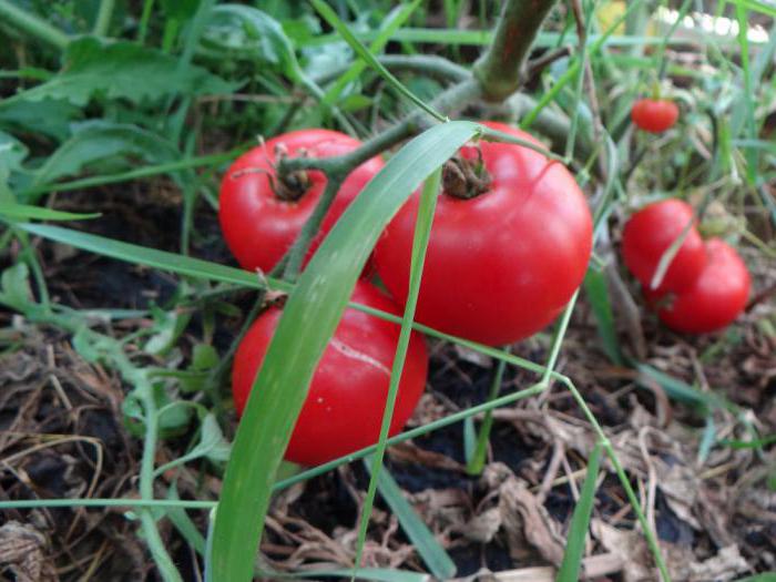 сахарный гигант томат фото