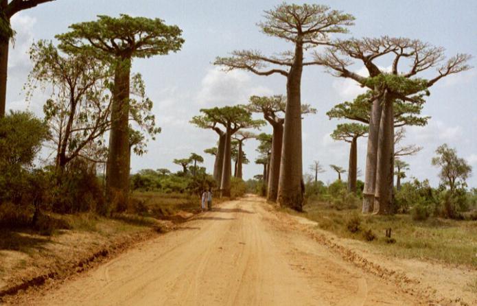 самое большое дерево баобаб