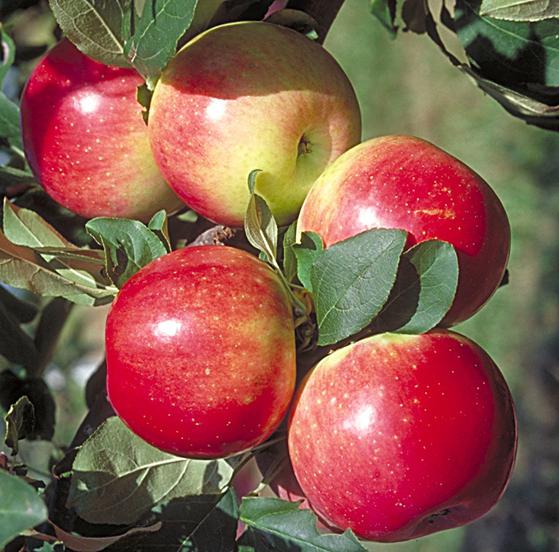 الفاكهة في أنواع الحبيبة انتشاراً أكثر التفاح من بلادنا ٢) اطرح