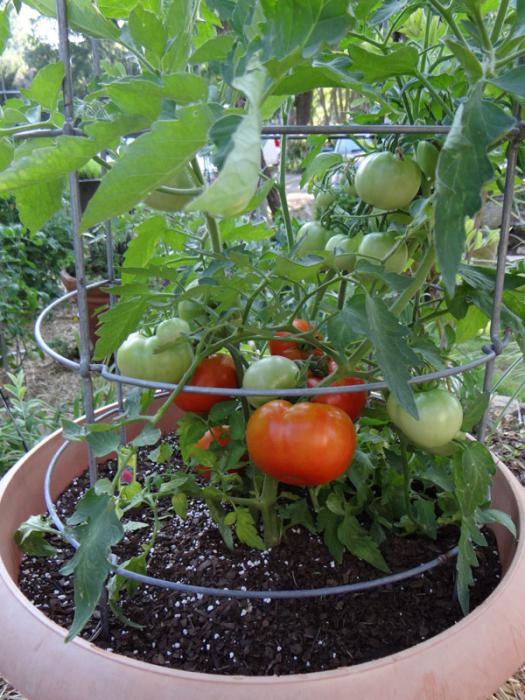 varieties of tomatoes for the Moscow region