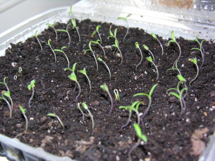 tomatoes in the greenhouse