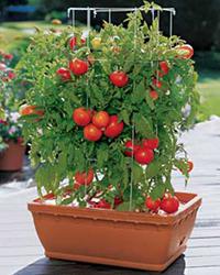 томат ямал выращивание
