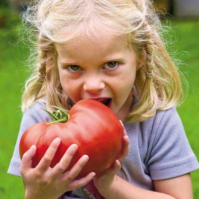 giant raspberry tomato