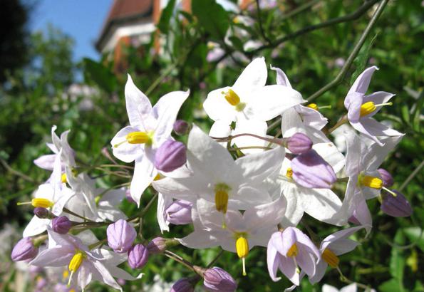 potato variety bellarose characteristic