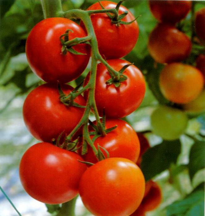 Tomato Dubrava Description