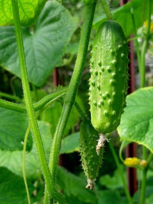 phoenix cucumber