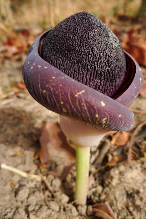 amorphophallus at home photo