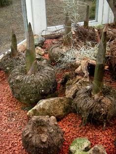 amorphophallus flower at home