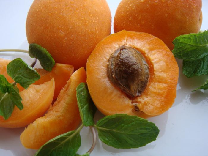 apricot northern triumph self-fertile