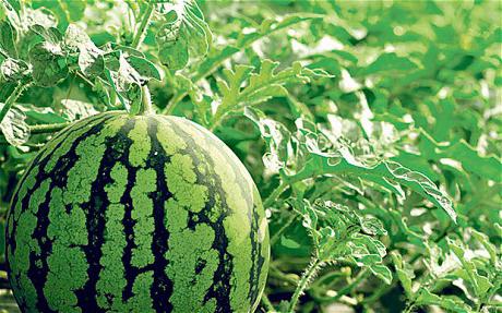 early varieties of watermelons