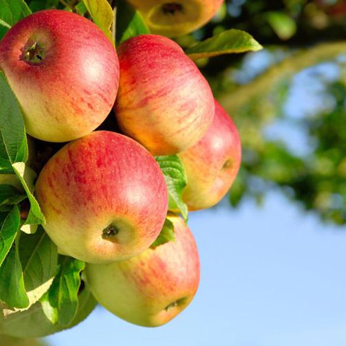 башкирская красавица яблоня