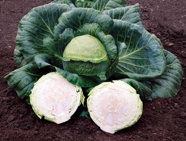 cabbage megaton f1