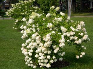 hydrangeas new and better varieties