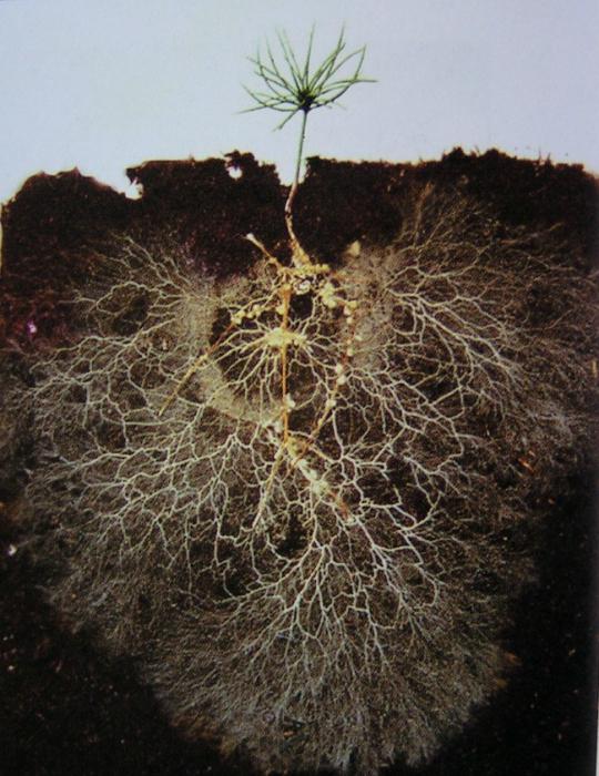 Root from the soil absorbs