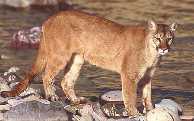 Mountain lion