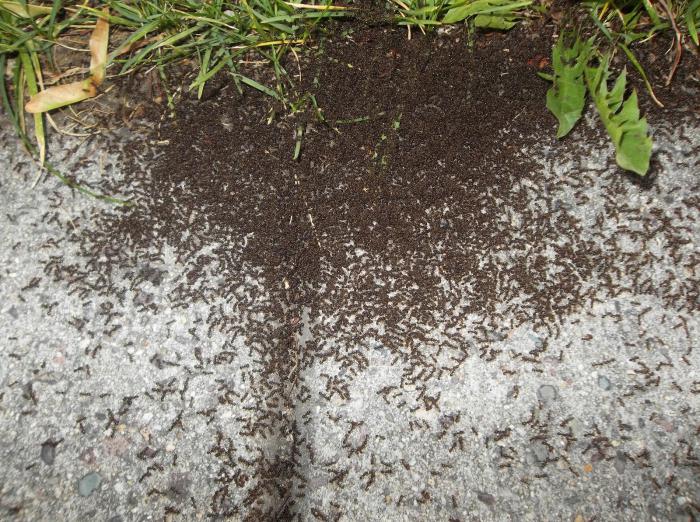 чего боятся муравьи в огороде