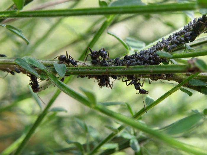 почему муравьи боятся пшена