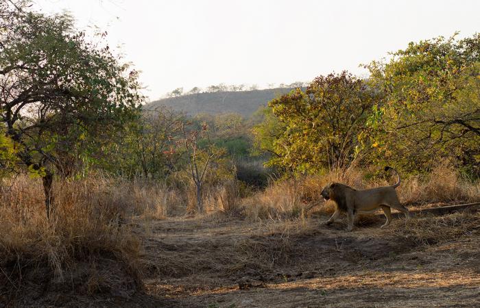 где живут львы в африке