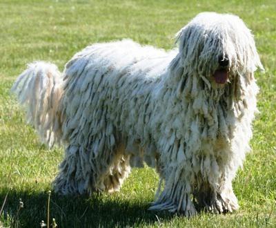 Hungarian Shepherd Dog. Photo