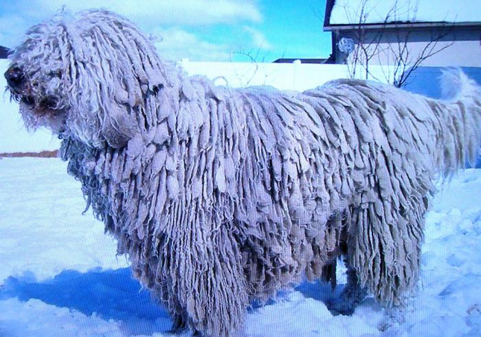 Hungarian Shepherd Dog. Price