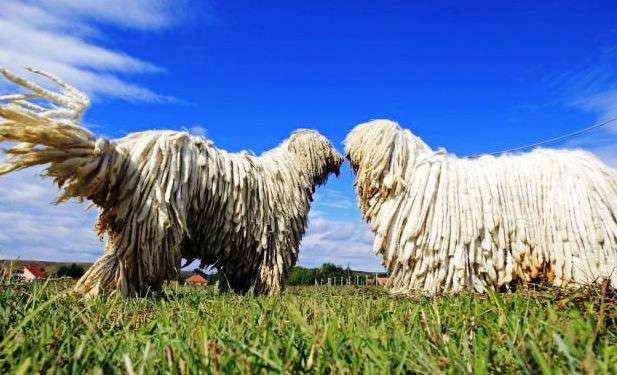 Hungarian shepherd dog