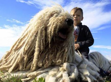 Hungarian Shepherd Dog