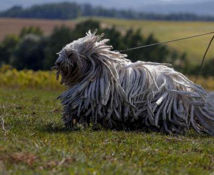 Komondor - Hungarian Watchdog