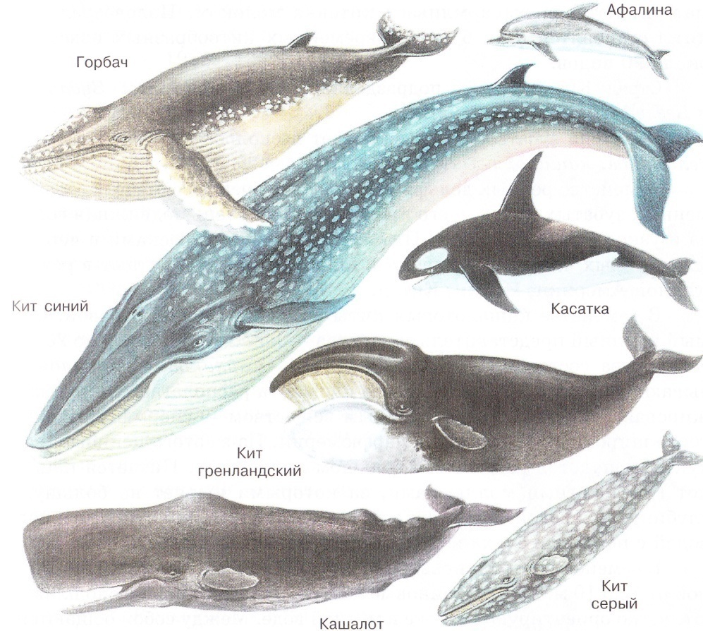 Основные представители отряда китоообразные