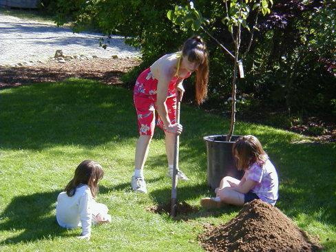 how to plant a pear in spring