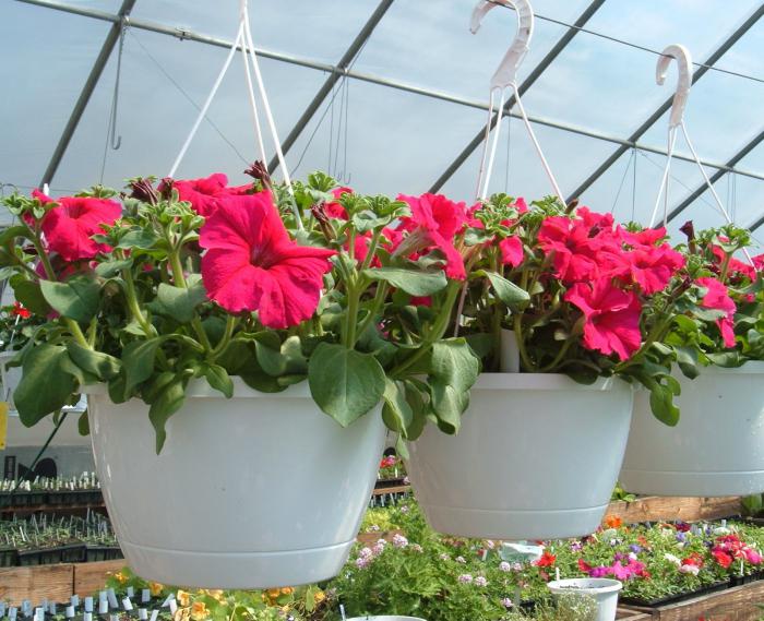 growing petunias in a greenhouse