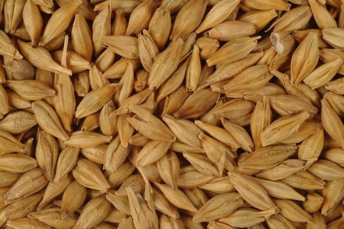 зерновые кормовые культуры