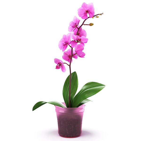 transparent orchid flower pot