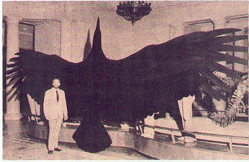 the largest bird