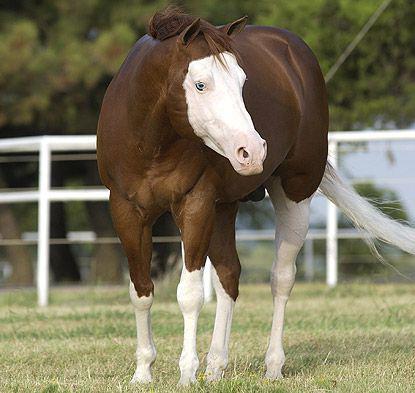 How to name a horse boy